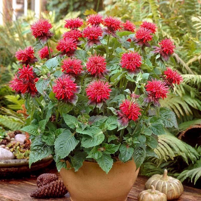 Potted red bee balm flowers in a garden with green foliage and small pumpkins