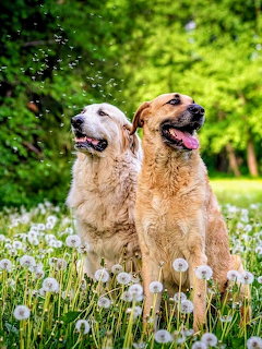 Dogs & Dandelions