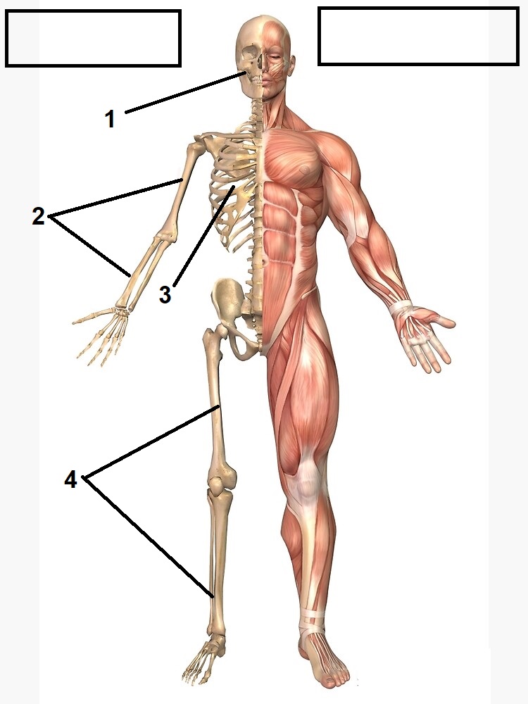 Labeled anatomical illustration of the human respiratory system with lungs, trachea and bronchi.
