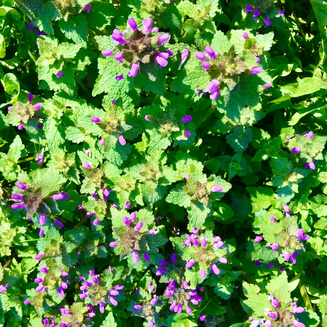 Purple and white wildflowers among dense green leaves in natural garden setting