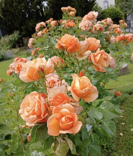 Peach roses blooming on rose bushes in a garden with green leaves