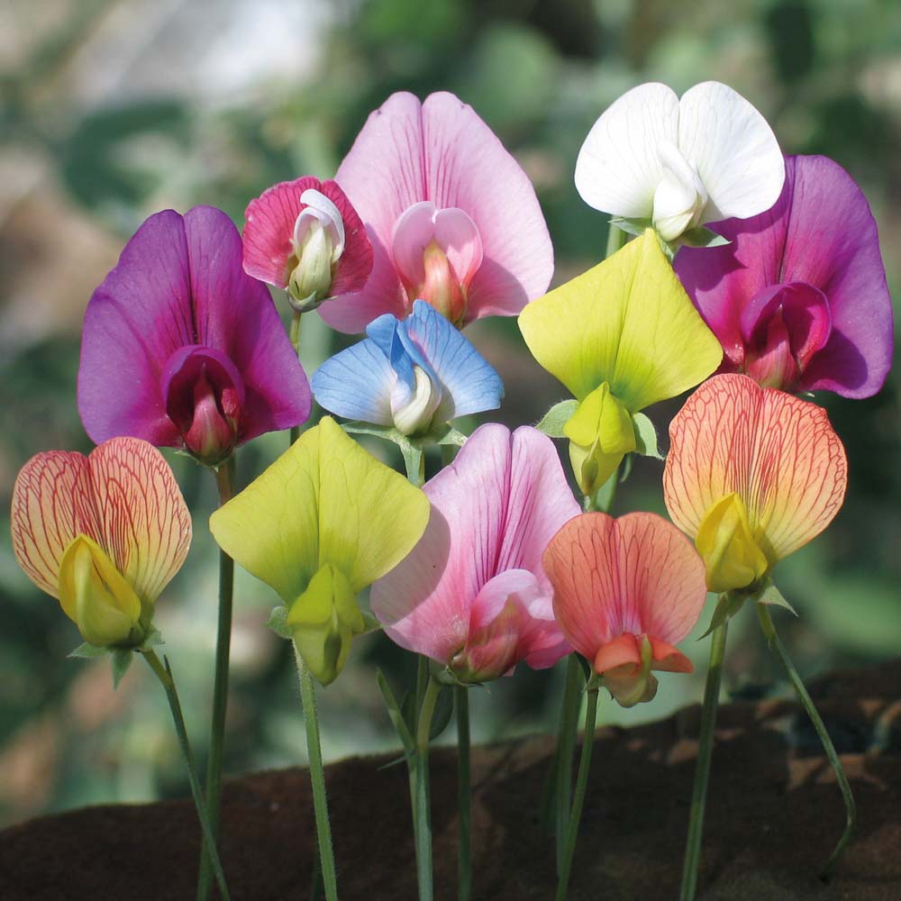 Colorful Sweet Pea Flowers