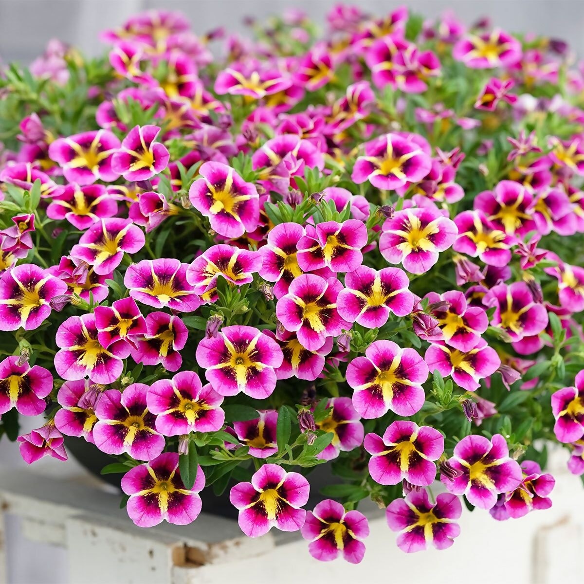 Hanging basket filled with bright pink petunias with yellow centers and green leaves