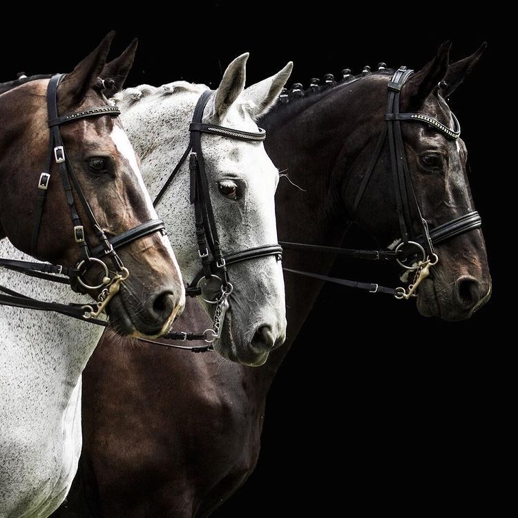 Three bridled horses in side profile against a black background