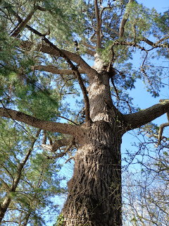 Looking up a pine tree trunk with textured bark and spreading branches against blue sky
