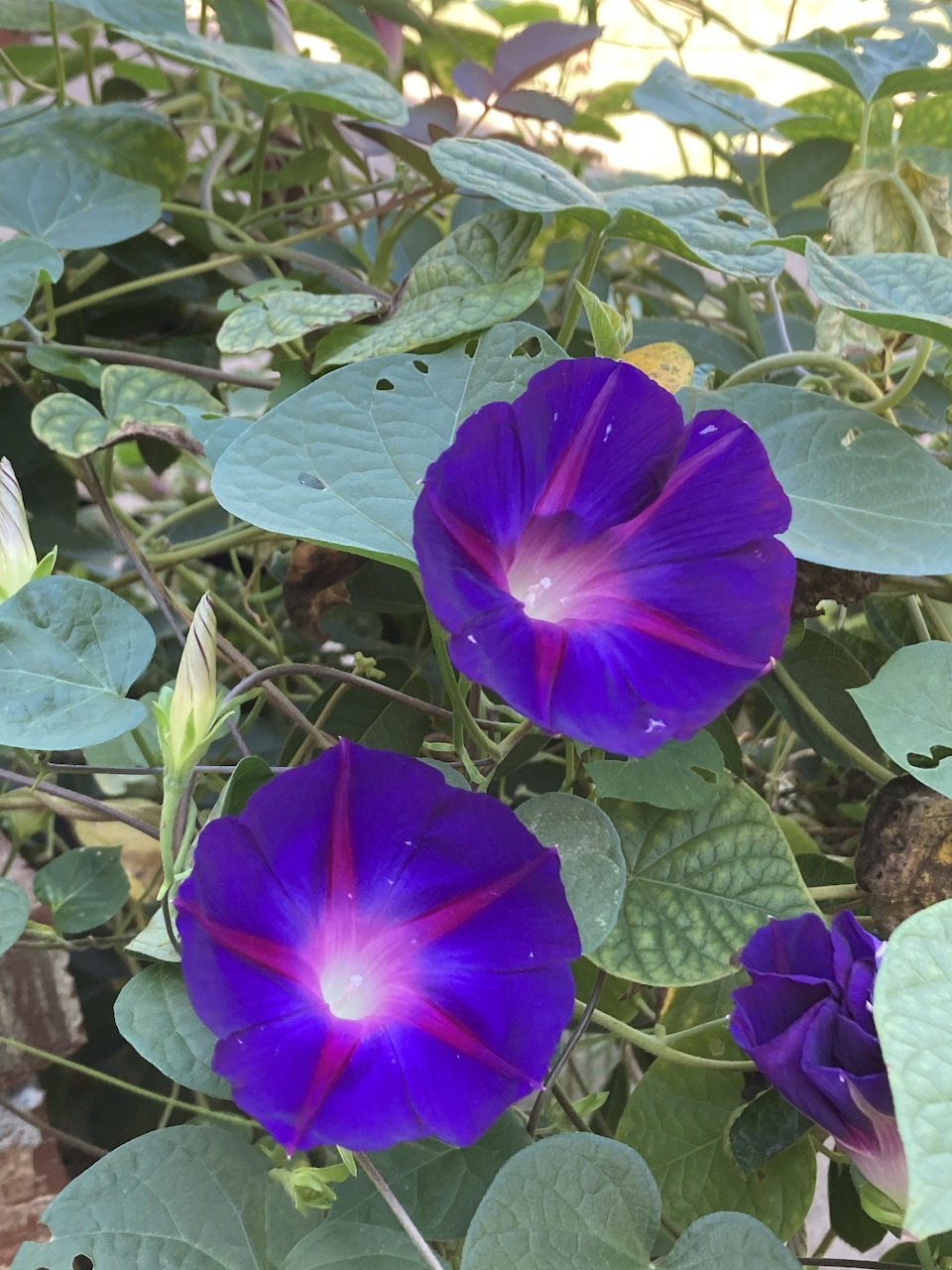 Purple Morning Glory