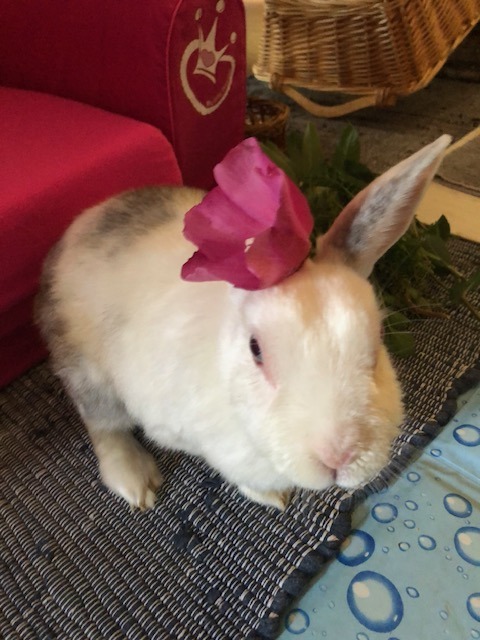 Angel Bunny Zoe