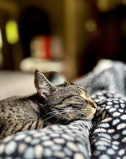 Tabby cat sleeping peacefully on blue patterned blanket
