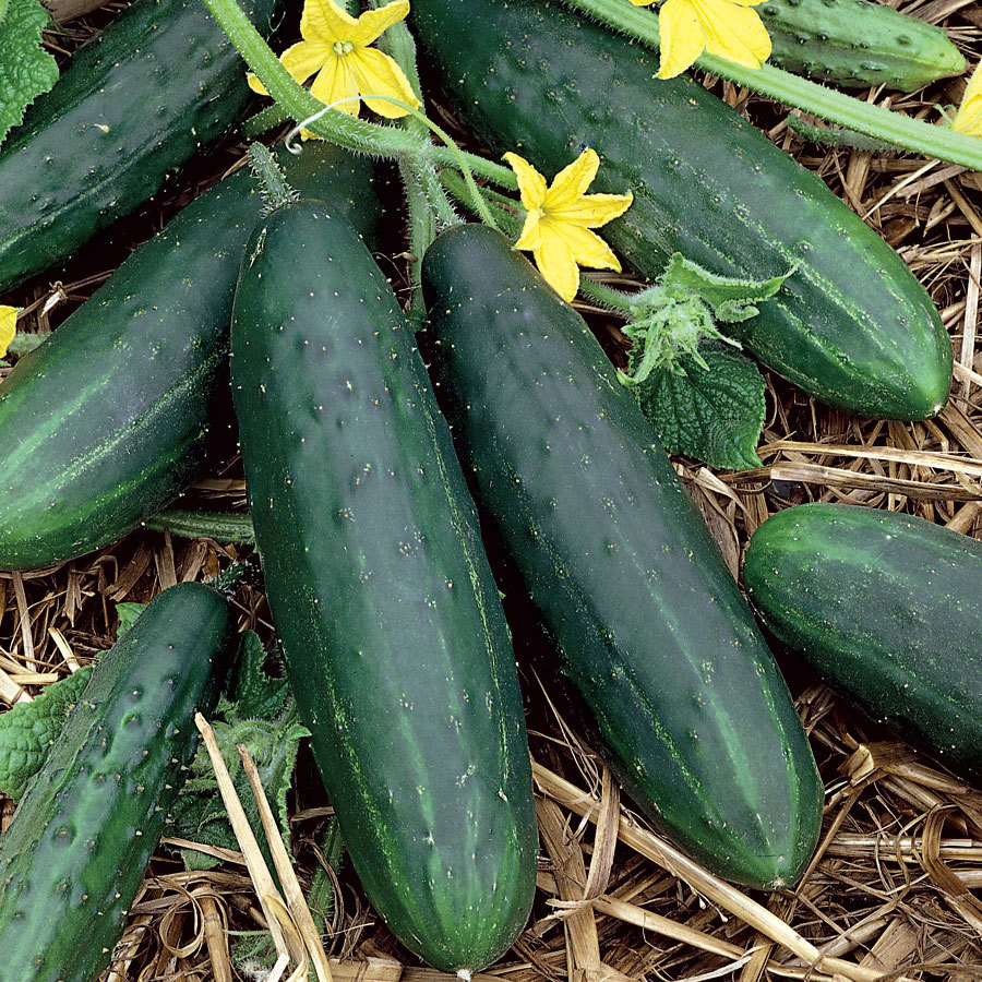 Close-up of fresh green cucumbers with yellow flowers on straw mulch