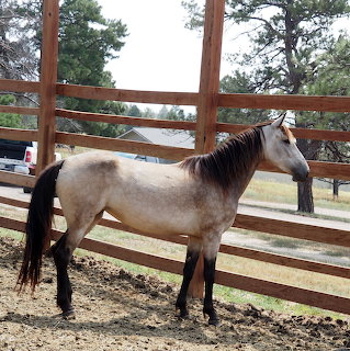 Buckskin horse standing next to a wooden fence in a paddock