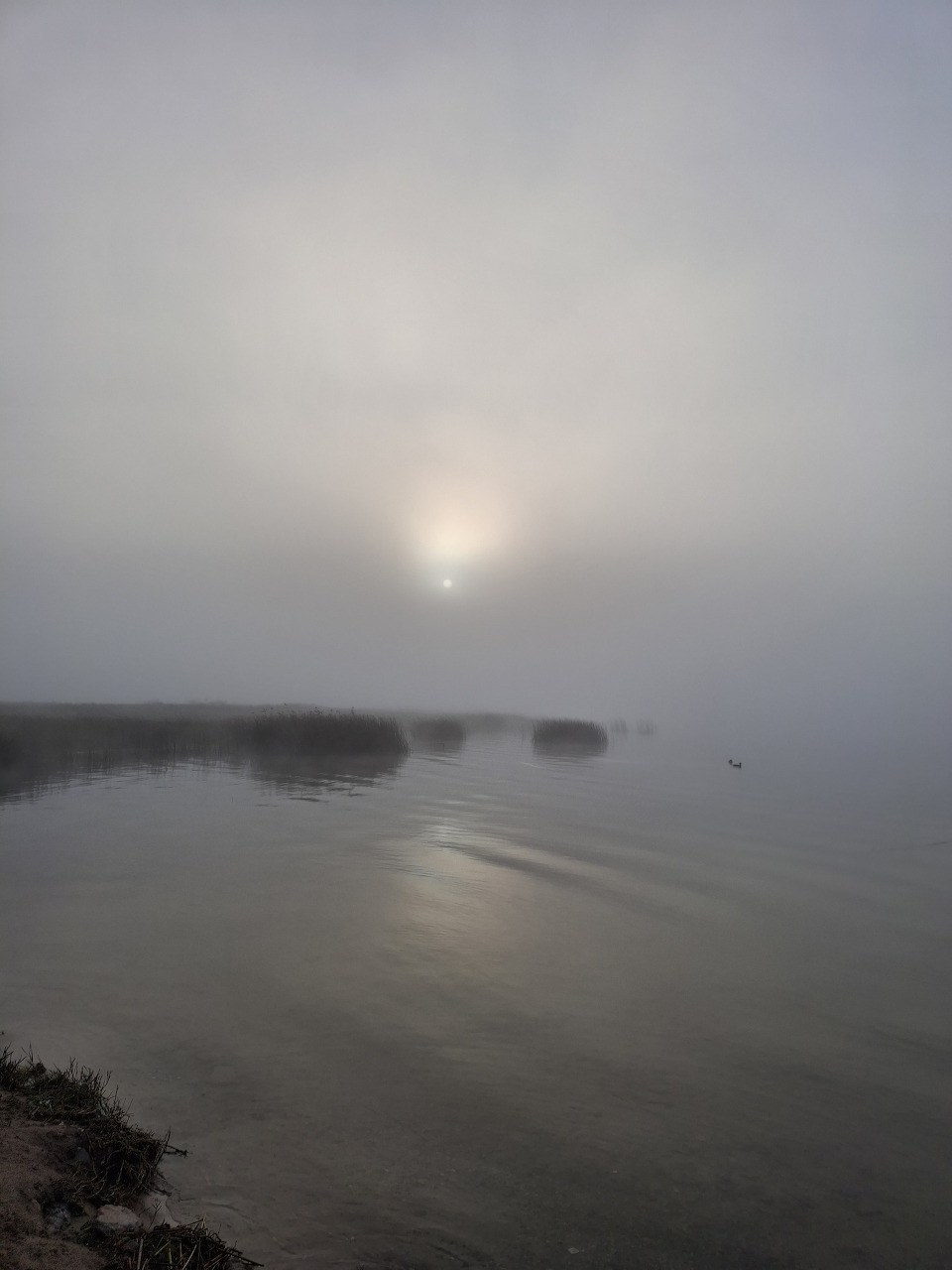 Misty lake shore at sunrise with calm water and dense fog