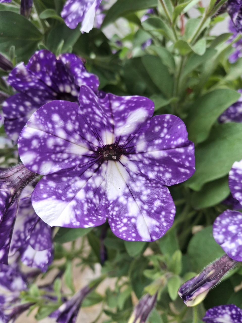 Night Sky Petunia