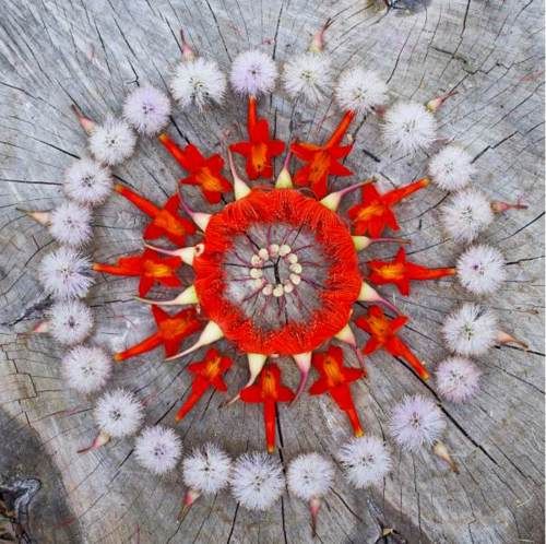 Mandala of red flowers and white dandelions arranged in circular pattern on wood