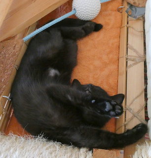 Black cat lying on an orange cushion with paws raised indoors