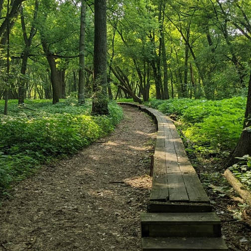 Wooden boardwalk beside a dirt trail winding through a green forest