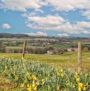 Spring landscape with yellow daffodils, fence, rolling green fields, and village under blue sky in Zuid Limburg