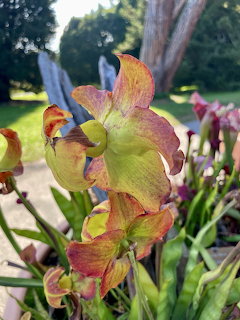 Close-up of a multicolored iris flower with green leaves in a garden