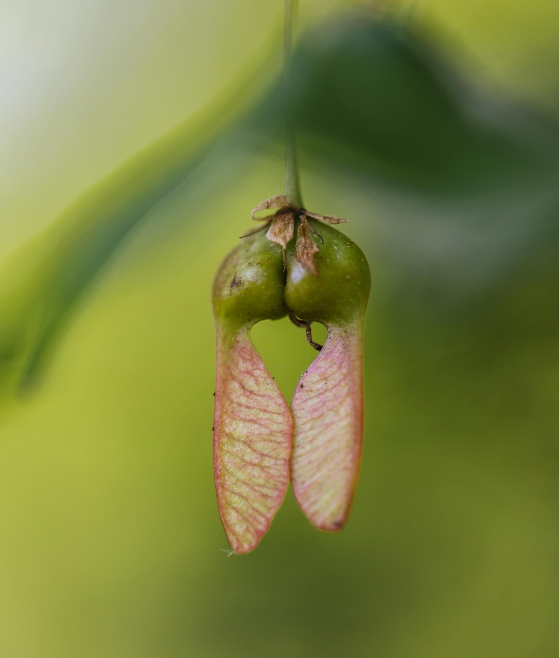 Close-up of maple samaras with green seeds and pink winged pods on a blurred green background