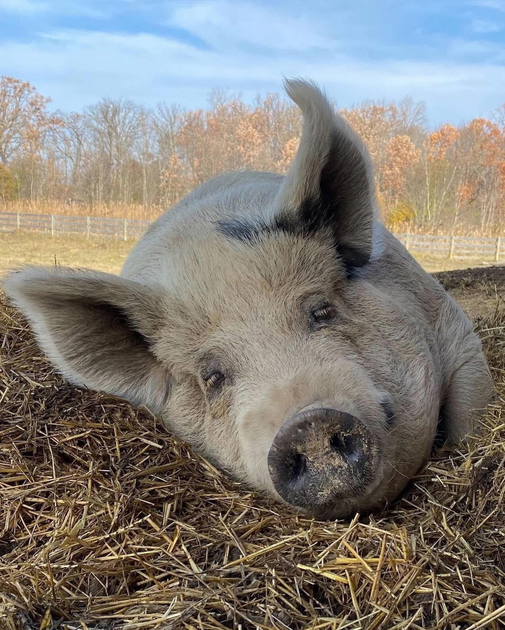 Pig Nap Time