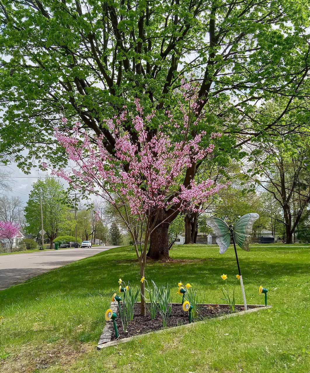 Pink redbud tree flowers and yellow daffodils in bloom during spring.