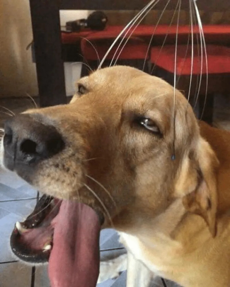 Golden dog with tongue out and eyes half-closed enjoying a wire head scratcher on its head
