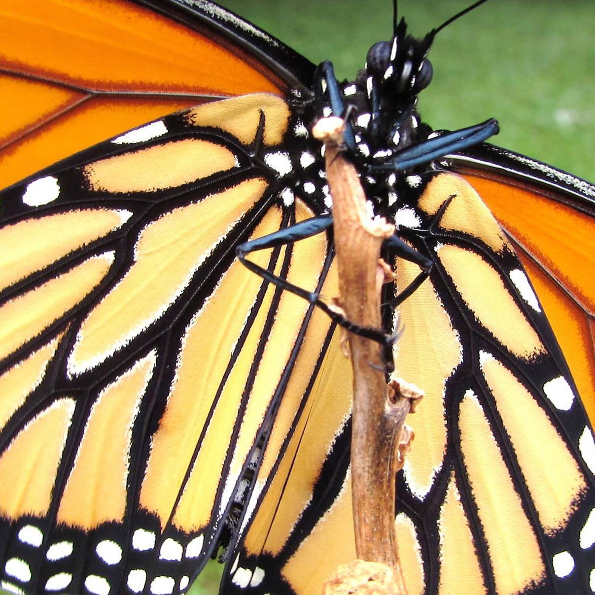 Close-up of a monarch butterfly with orange and black wings resting on a twig