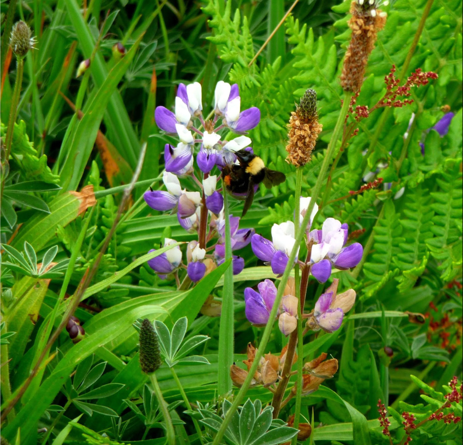 Bumblebee on Wildflowers