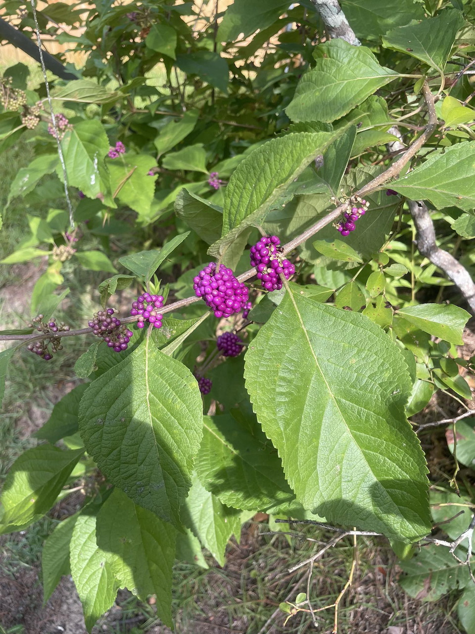 American Beauty Berry