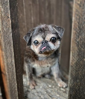Small pug dog peeking through wooden fence slats looking at camera