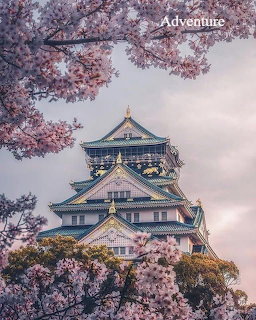 Japanese pagoda castle surrounded by bloming cherry blossom trees with pink flowers against cloudy sky
