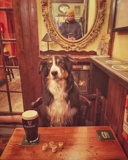 Bernese mountain dog sitting at a wooden table indoors with a drink and mirror behind