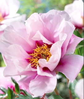 Pink Peony in Bloom