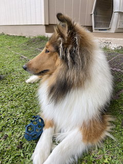 Fluffy collie dog sitting on grass in side profile near a doorway