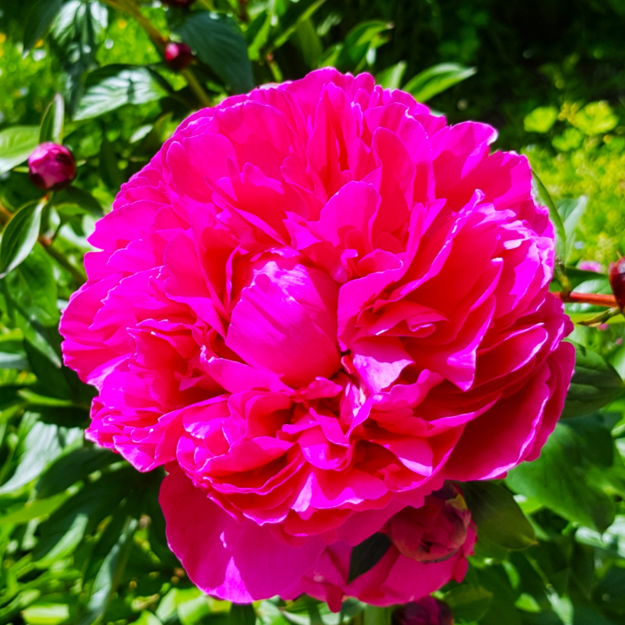 Bright pink peony flower in bloom surrounded by green leaves