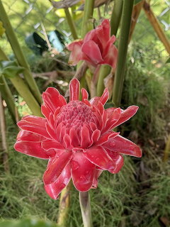 Red torch ginger flowers with water droplets among green tropical leaves
