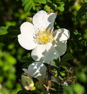 Close-up of a white wild rose flower with yellow center among green leaves