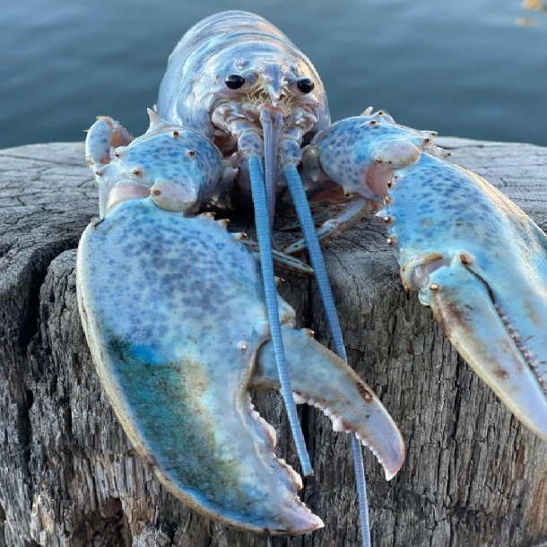 Rare blue lobster with bright cobalt shell resting on weathered wood dock