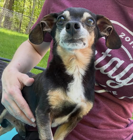 Black and tan chihuahua mix dog held by person in maroon shirt outdoors