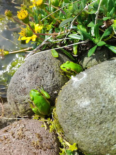 Two green frogs sitting between rocks beside pond water and yellow flowers