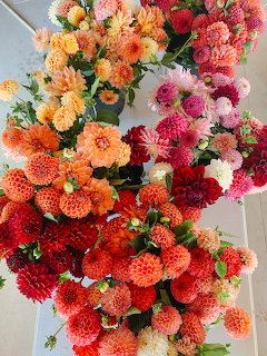 Colorful dahlia bouquet with orange, pink, and red pom-pom flowers arranged on white background