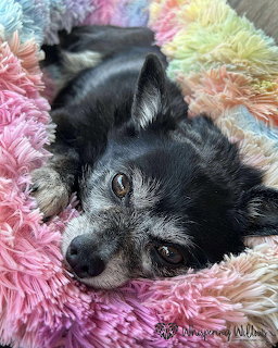 Senior Dog on Colorful Blanket