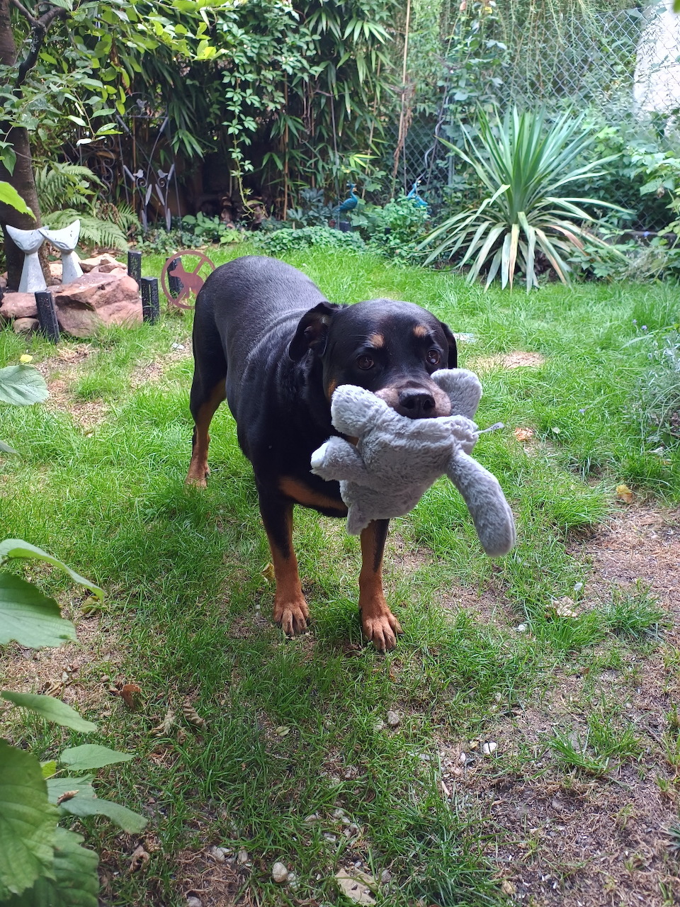 Rottweiler With Stuffed Toy