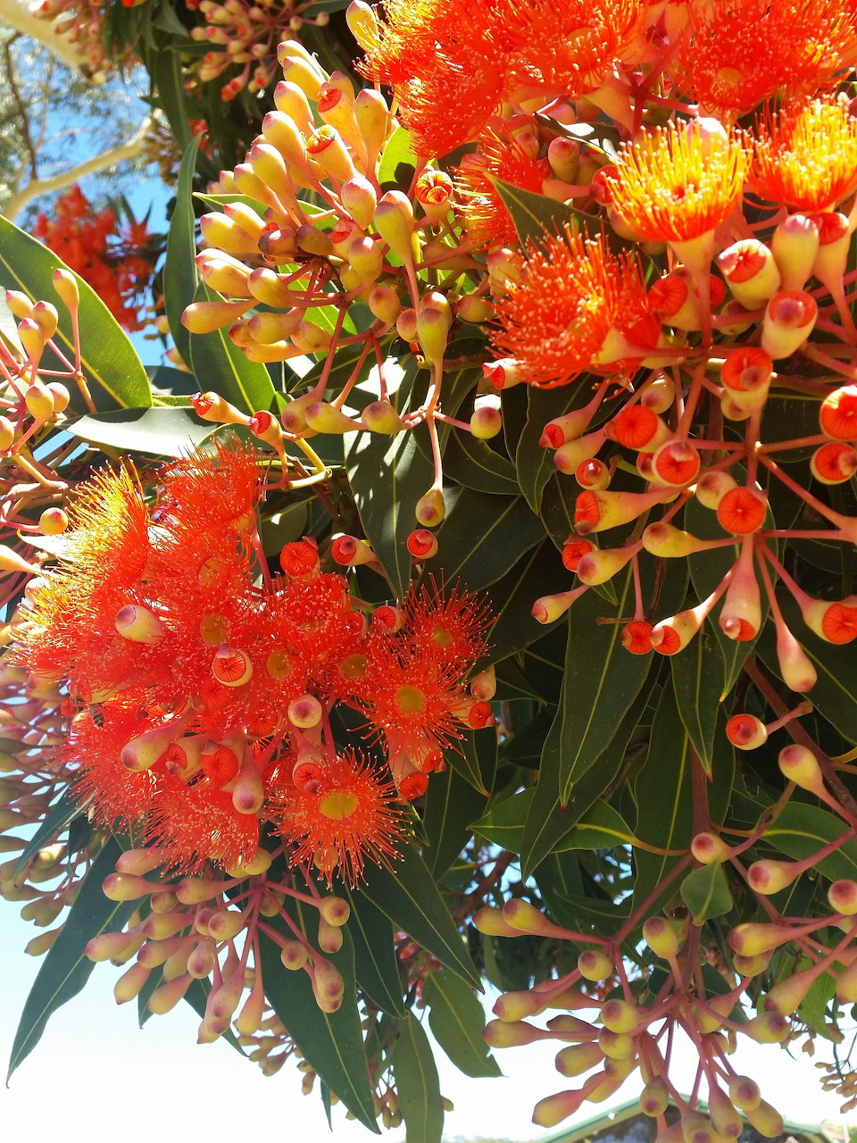 Red Flowering Gum Tree