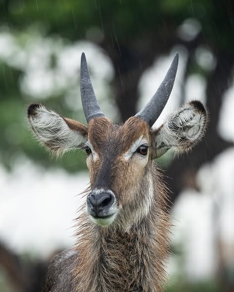 Close-up of an antelope with curved horns and shaggy ears