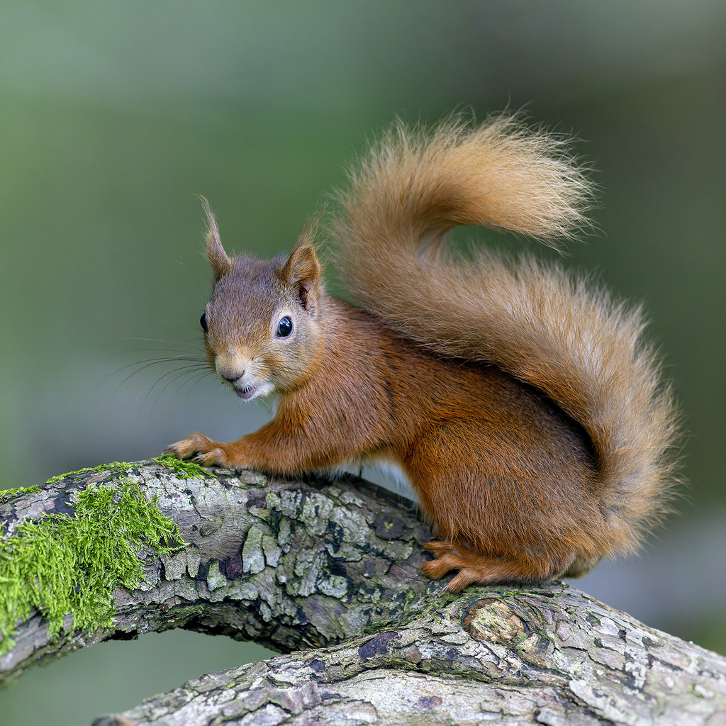 Red squirrel sitting on moss-covered log with bushy tail raised