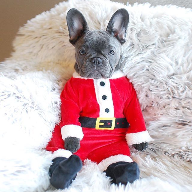 French Bulldog Santa