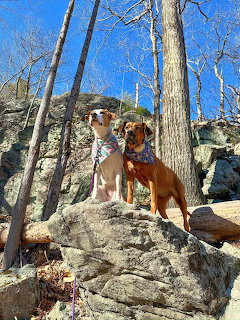 Two Dogs on Rocks