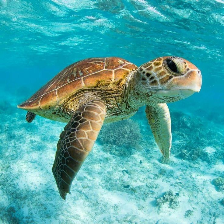 Sea turtle swimming in bright turquoise ocean water with sandy bottom visible below