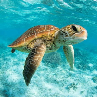 sea turtle