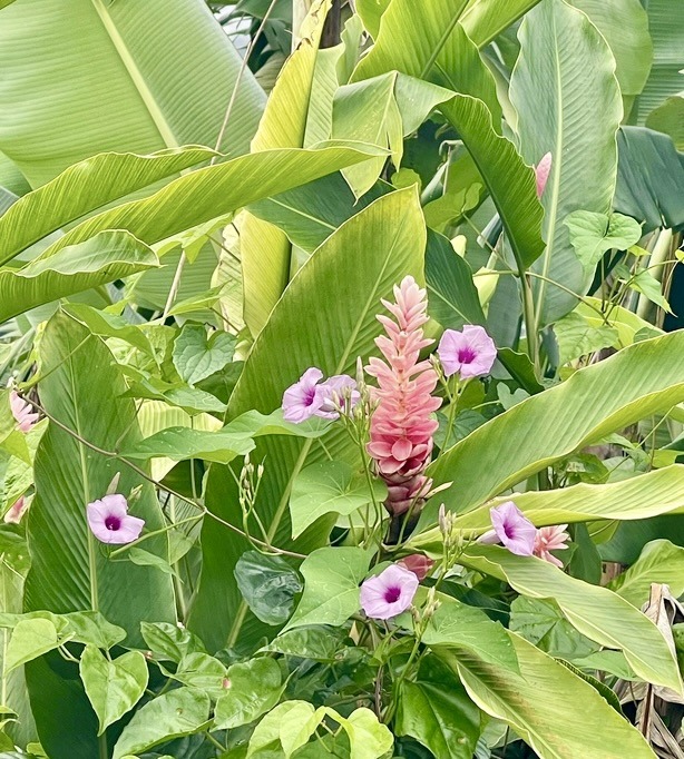 Colorful tropical flowers in bloom with green foliage from the Antilles